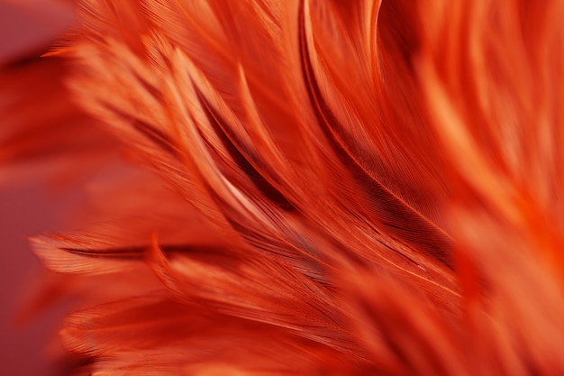 Chickens feather texture abstract for background