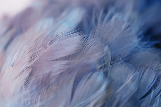 chickens feather texture for background