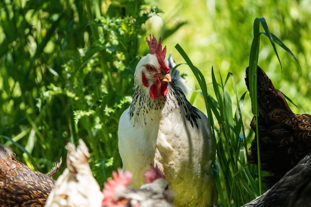 Photo chickens hens and chook in a country hen house on a farm and ranch in australia