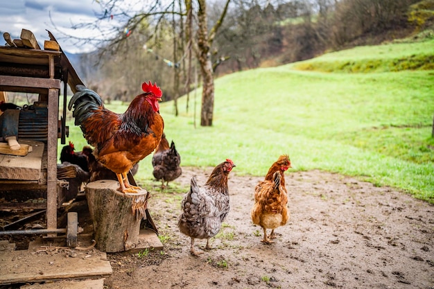 Chickens near the farm on the chickens near the farm on the street