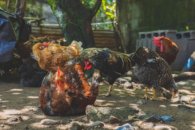 Chickens resting under the shade of trees