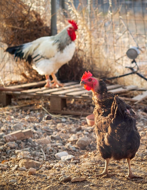 Chickens and rooster eat food in a henhouse in Greece