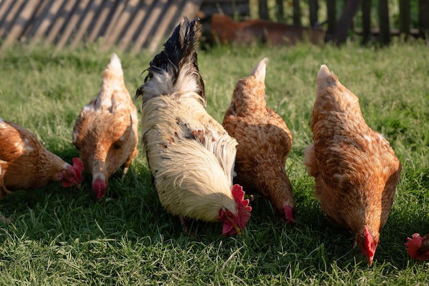 Photo chickens and rooster feeding on rural barnyard on green grass hens on backyard in free range poultry eco farm poultry farming concept chicken coop in sunny summer day