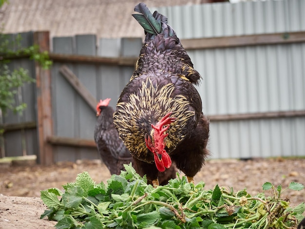 Chickens on a traditional farm