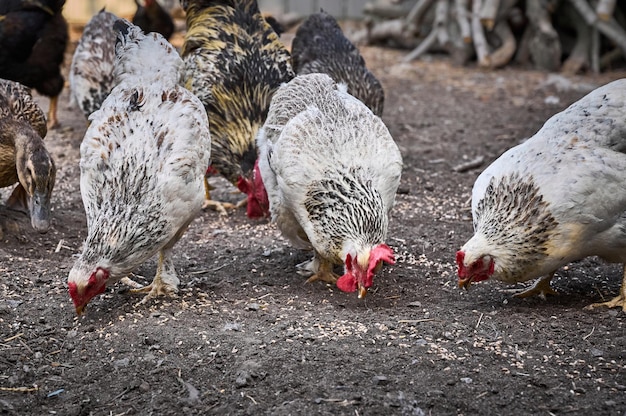 Chickens on a traditional farm