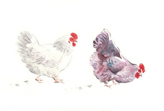 Chickens in watercolor painting