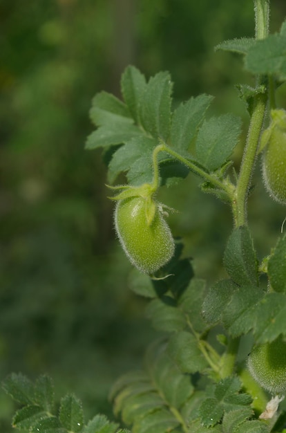 Chickpea or chick pea with plant Cicer arietinum on the branch plant Green chickpeas in pod