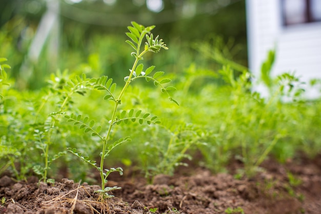 Chickpea crops planted in soil get ripe under sun Cultivated land close up with sprout Agriculture plant growing in bed row Green natural food crop