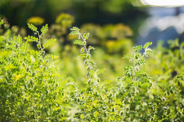 Chickpeas crops planted in soil get ripe under sun Cultivated land close up with sprout Agriculture plant growing in bed row Green natural food