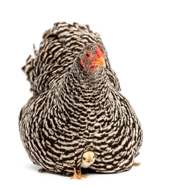 Chicks hiding under mother Hen against white surface