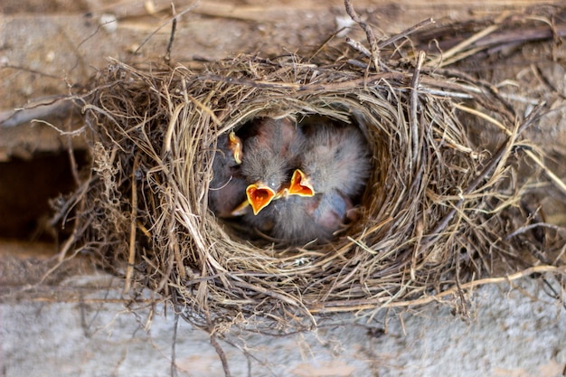 Chicks in the nest asking for food. 