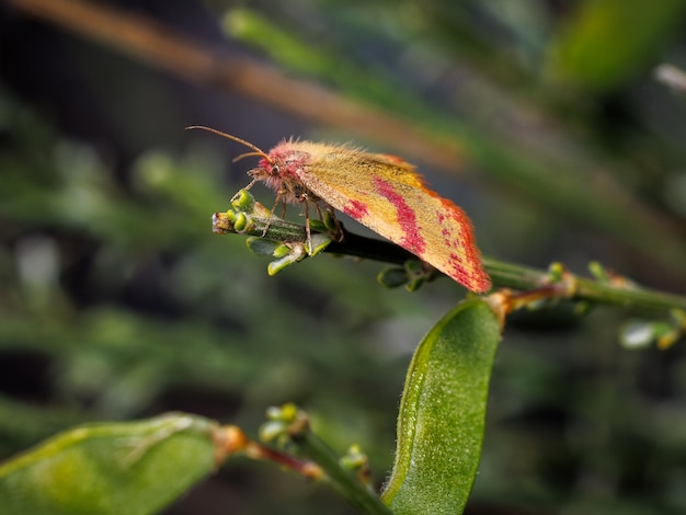 Chickweed Geometer