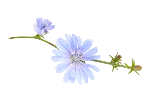 Chicory blue flower isolated on white wall