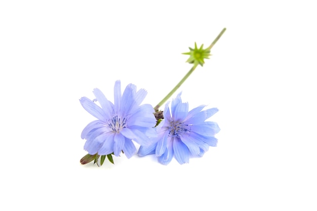 Chicory blue flower plant isolated