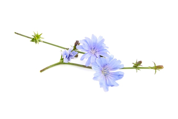 Chicory flower isolated on white background Plant with bright blue flowers