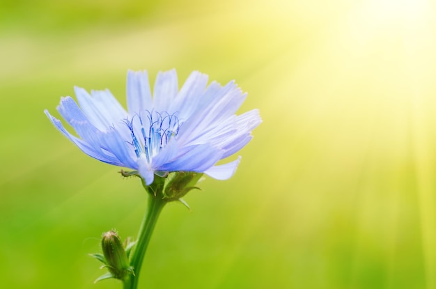 Chicory flower in nature