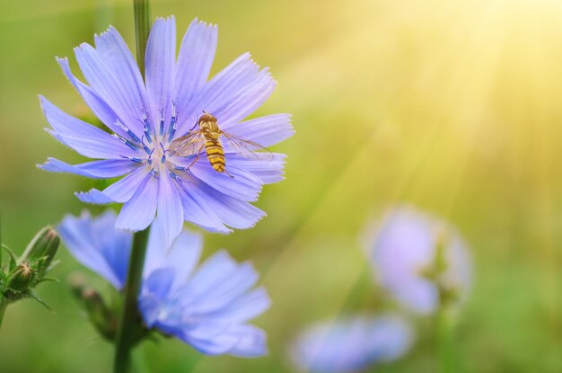 Chicory flower in nature