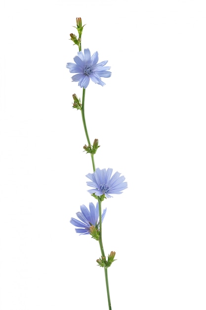 Chicory flower on the white