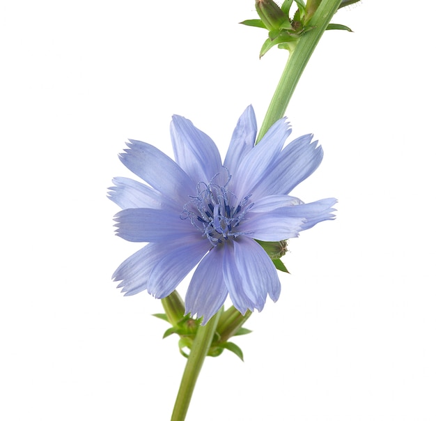 Chicory flower on the white