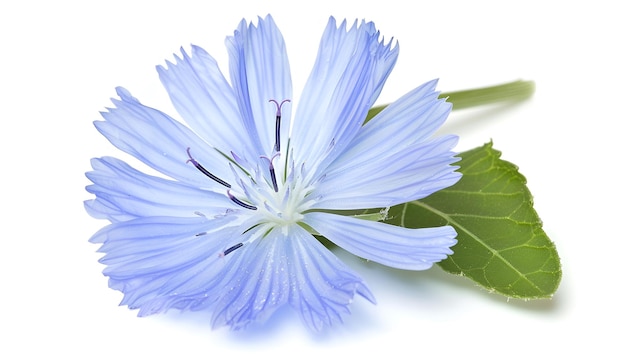 Chicory flower with leaf isolated on white background macro