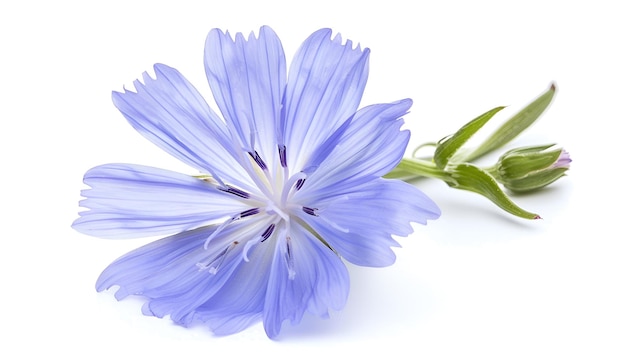 Chicory flower with leaf isolated on white background macro