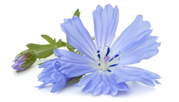 Chicory flower with leaf isolated on white background macro