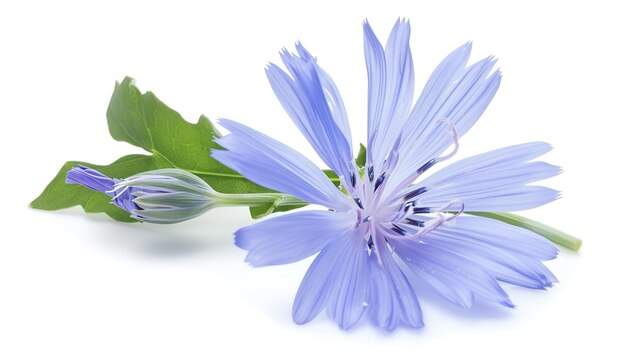 Chicory flower with leaf isolated on white background macro