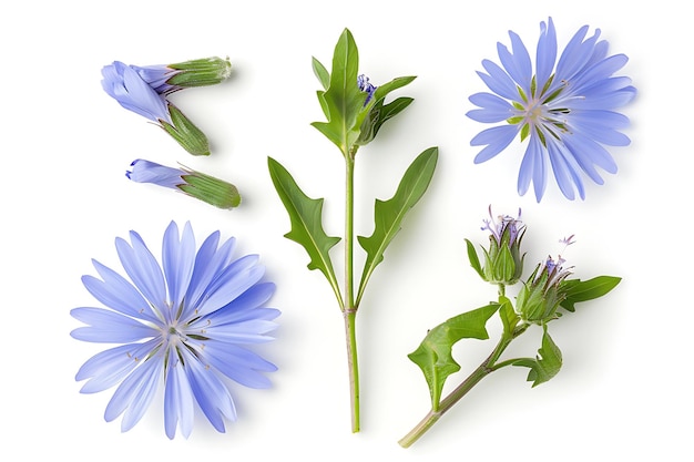 Photo chicory flowers and buds isolated on white background