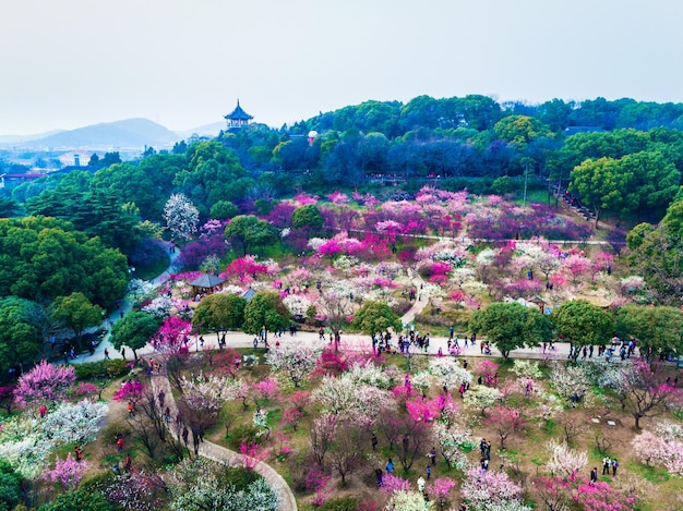 Chidorigafuchi park with full bloom sakura in Tokyo Japan