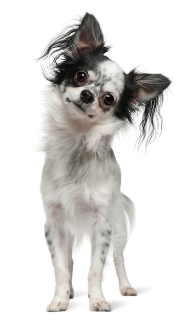 Chihuahua, 12 months old, standing in front of white wall