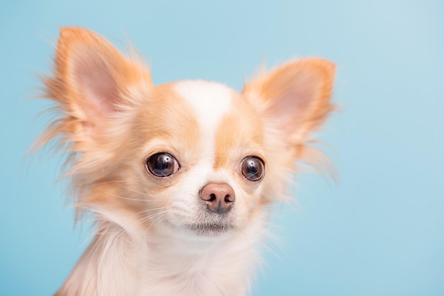 Chihuahua on blue background The dog of the Chihuahua breed is longhaired white and red in color