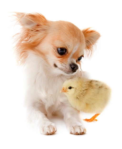 Chihuahua and chick