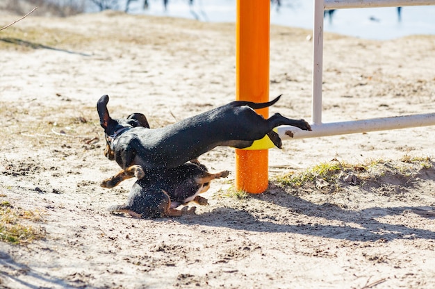 Chihuahua and dachshund play in the sand. Dachshund and Chihuahua are outdoors. dogs for a walk