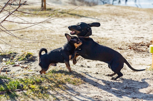 Chihuahua and dachshund play in the sand. Dachshund and Chihuahua are outdoors. dogs for a walk