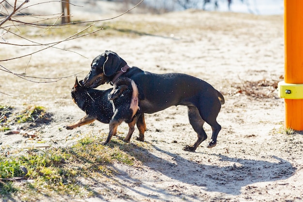 Chihuahua and dachshund play in the sand. Dachshund and Chihuahua are outdoors. dogs for a walk