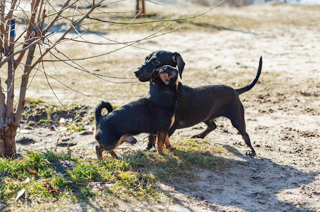 Chihuahua and dachshund play in the sand. Dachshund and Chihuahua are outdoors. dogs for a walk