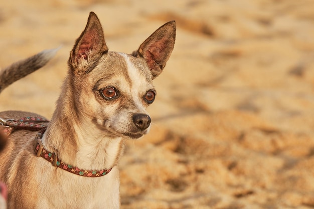 chihuahua dog at the beach