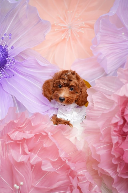 Photo chihuahua dog on a blue amp flower background studio photo of a dog pet