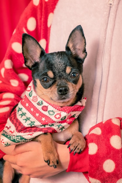 A chihuahua dog is in the hands of a girl Chihuahua in a Christmas bandana