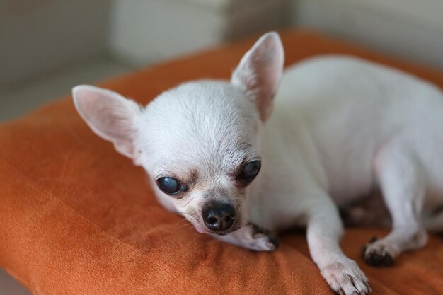 Chihuahua dog on the orange cushions