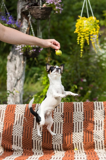 Chihuahua dog prgaet for an apple in his hand