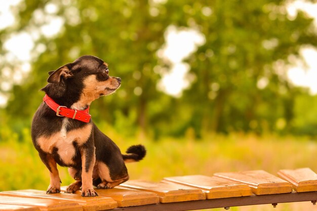 Chihuahua dog profile on a green blurred background Black dog The dog is sitting on a stump