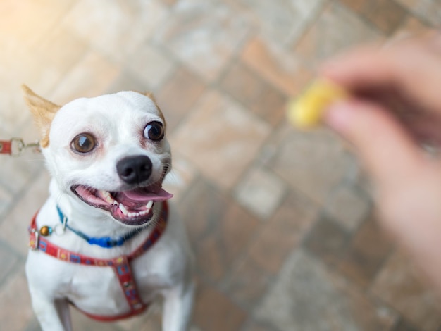 Chihuahua dog ready for a walk with leash with owner give food