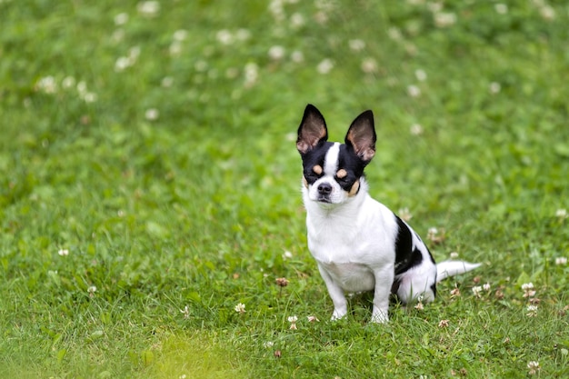 Chihuahua dog sits on a green lawn