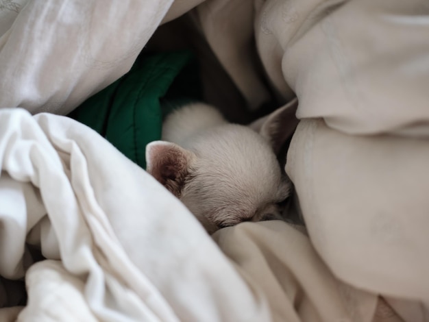 Chihuahua dog sleeping at home on the bed covered with a blanket