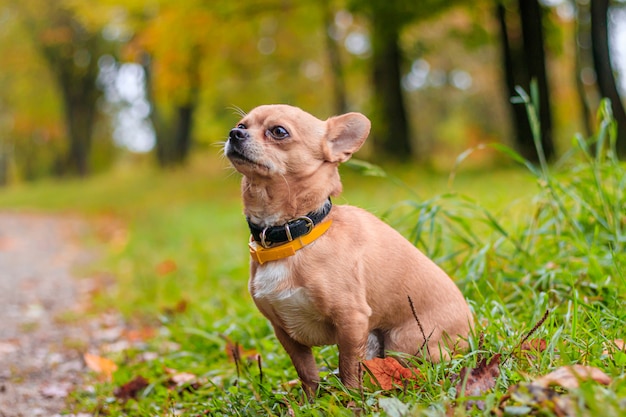 Chihuahua dog on a walk in the park. A small dog. Bright dog. Light color. Home pet.