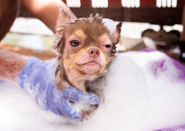 Chihuahua dog with Demodicosis take a shower, allergy dog skin 