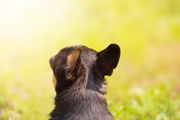 Chihuahua dog with its back to the camera Mini black dog on a background of grass on a sunny day