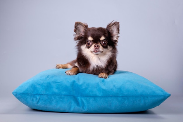 A chihuahua dog with a long coat type lies on a pillow on a gray background