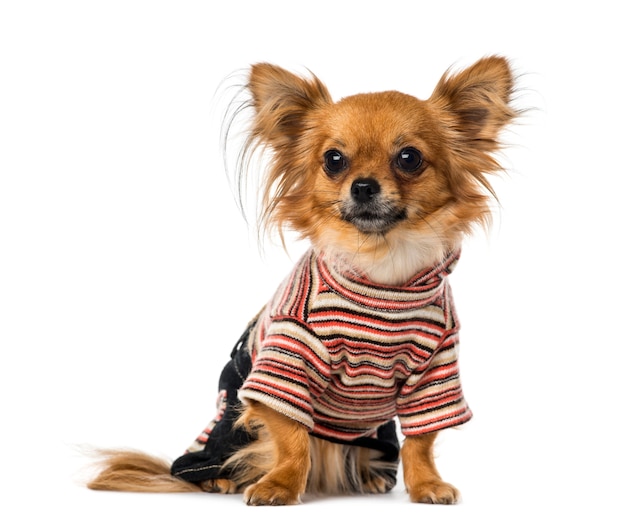 Chihuahua dressed in front of a white wall